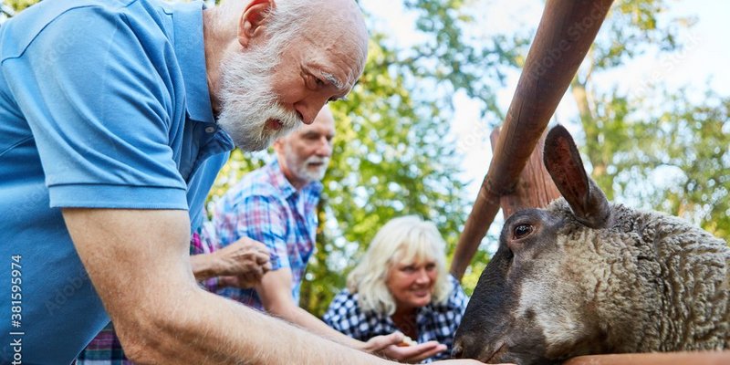 Ein älterer Herr füttert ein Schaf.