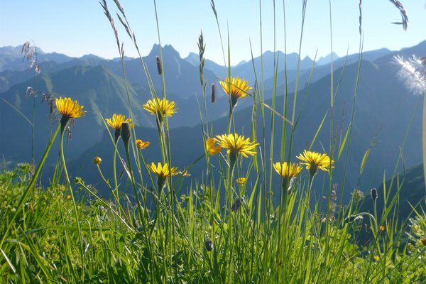 Das Bild zeigt eine Naturaufnahme. Im Vordergrund sind Blumen mit gelben Blüten auf einer Wiese zu sehen, im Hintergrund eine Bergkette der Allgäuer Alpen.