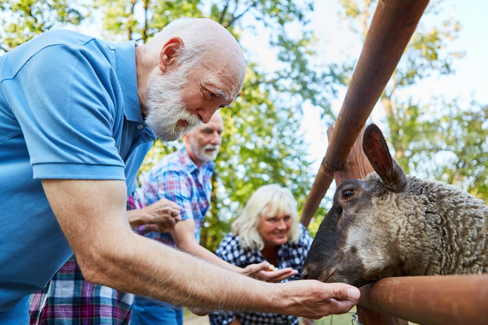 Ein älterer Herr füttert ein Schaf auf einem Bauernhof 