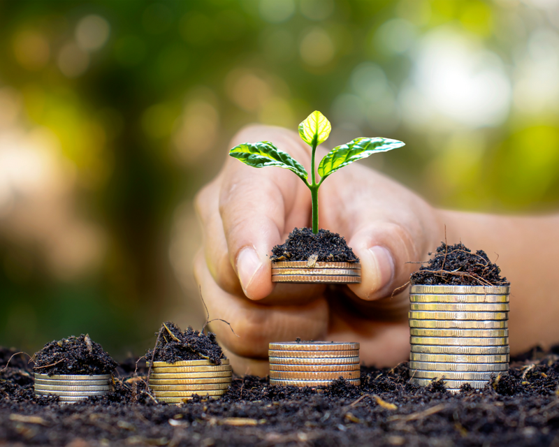 Eine kleine Pflanze die auf Geld wächst